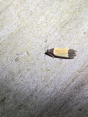 Anacampsis coverdalella