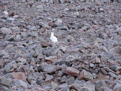 Lepus arcticus