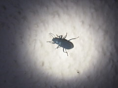 Centronopus calcaratus