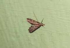 Diplopseustis