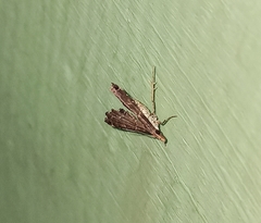 Diplopseustis