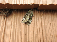 Anaplectoides prasina