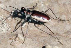 Eunota circumpicta