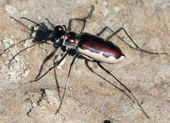 Eunota circumpicta