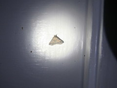 Phalaenophana pyramusalis