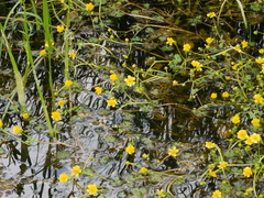 Ranunculus gmelinii