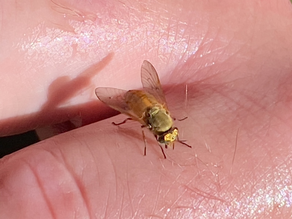Golden Deer Fly