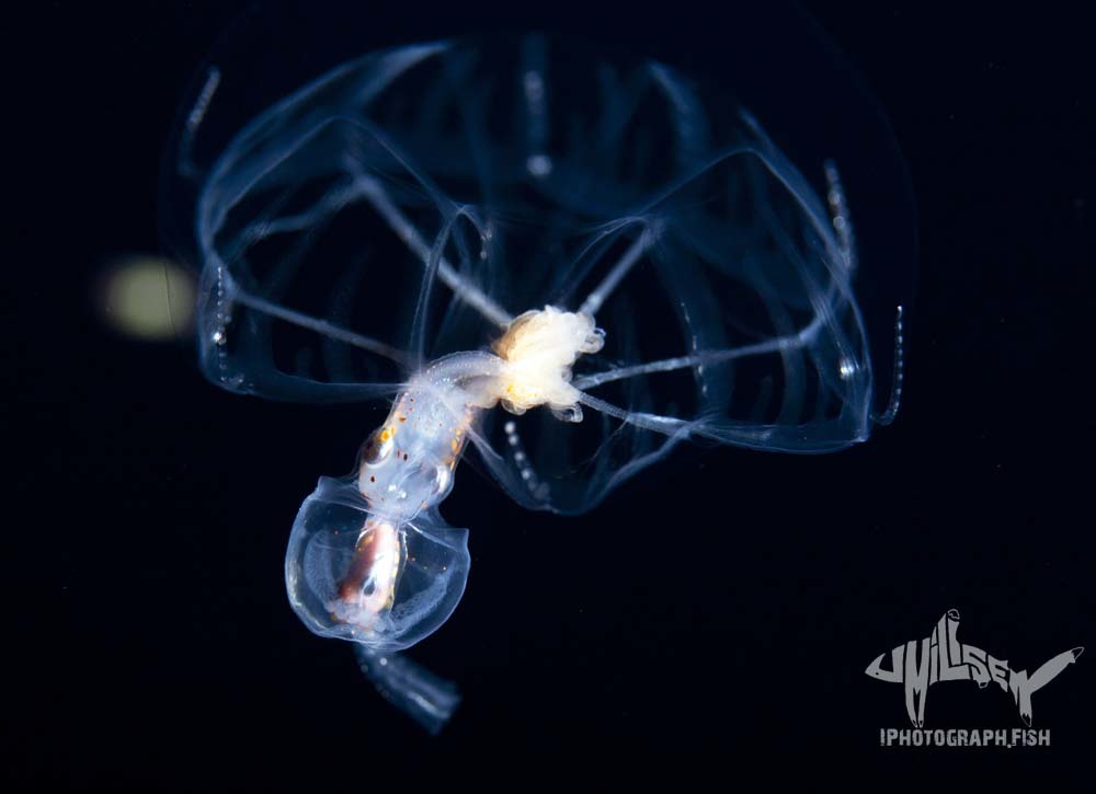 Geryonia proboscidalis (Forsskål, 1775)
