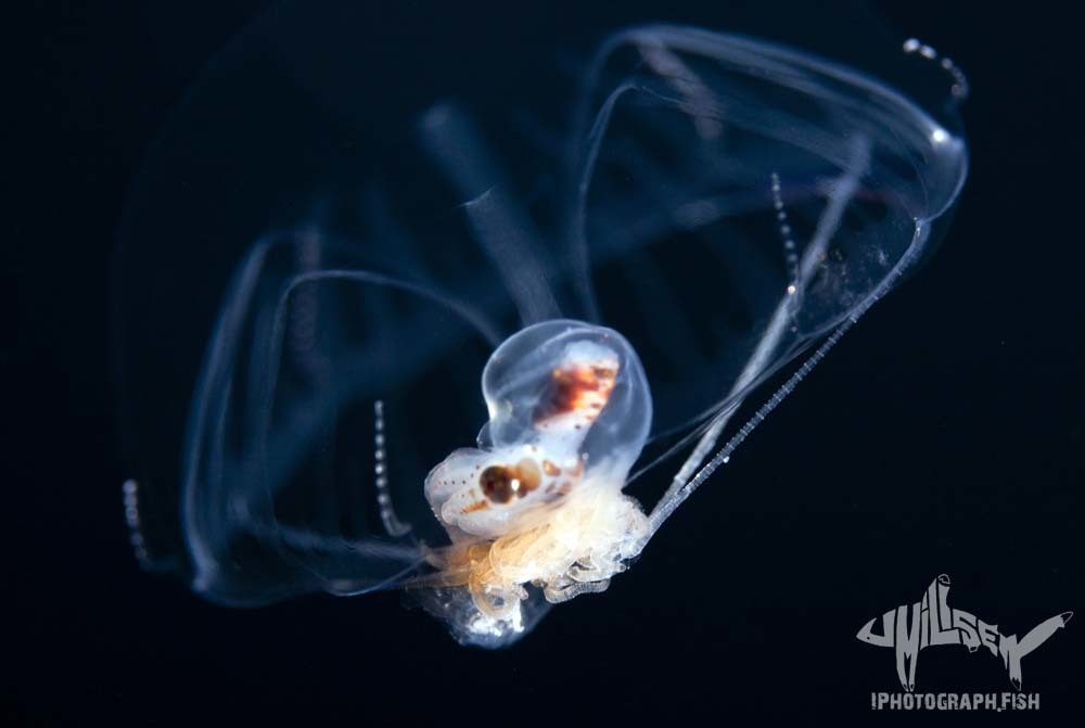 Geryonia proboscidalis (Forsskål, 1775)