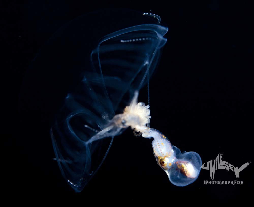 Geryonia proboscidalis (Forsskål, 1775)