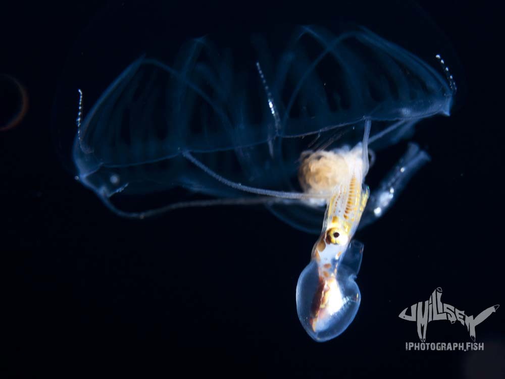 Geryonia proboscidalis (Forsskål, 1775)