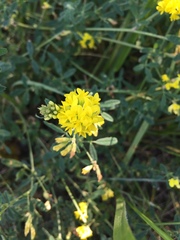 Medicago falcata