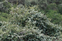 Passiflora pinnatistipula