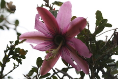 Passiflora pinnatistipula