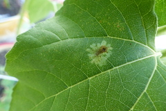 Calycomyza platyptera