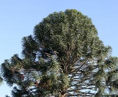 Araucaria bidwillii