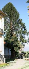Araucaria bidwillii