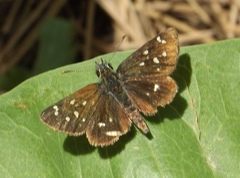 Piruna polingii