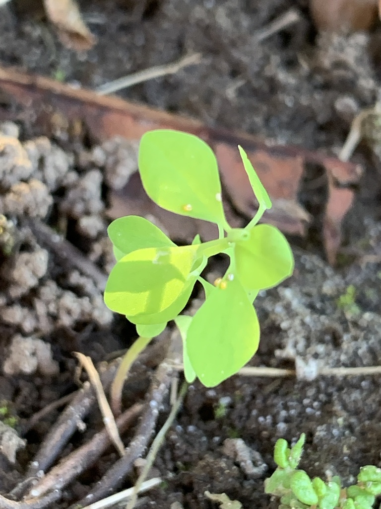 Euphorbia peplus, Brewer Island, Foster City, CA, US