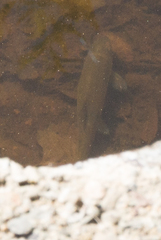 Catostomus occidentalis