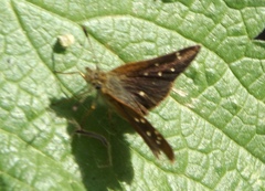 Piruna polingii