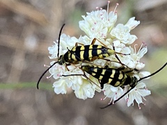 Stenostrophia tribalteata