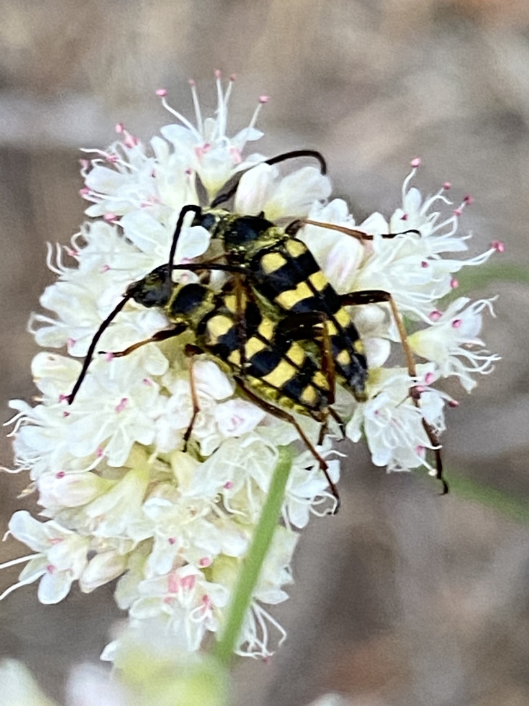 Stenostrophia
