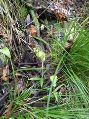 Pterostylis brumalis