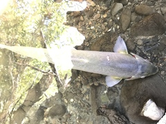 Catostomus occidentalis