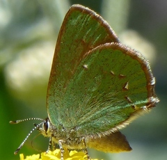 Callophrys affinis