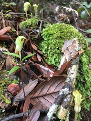 Pterostylis brumalis