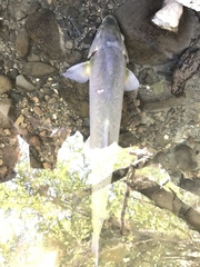 Catostomus occidentalis