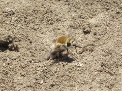 Heterostylum robustum