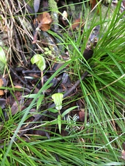 Pterostylis brumalis