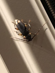 Tylonotus bimaculatus