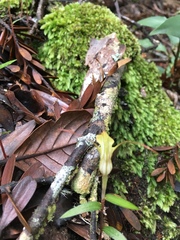 Pterostylis brumalis