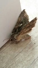 Plusiinae