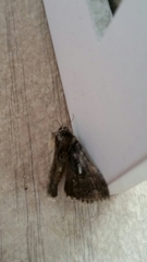 Plusiinae