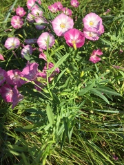 Convolvulus chinensis