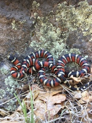 Lampropeltis pyromelana