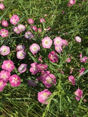 Convolvulus chinensis