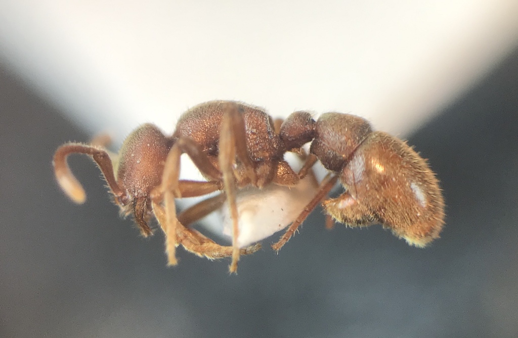 Proceratium pergandei