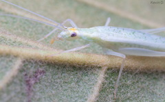 Oecanthus leptogrammus