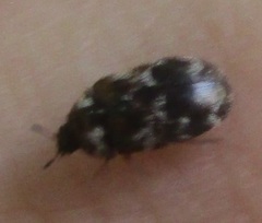 Trogoderma sternale aspericolle