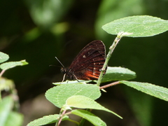 Pedaliodes manis ivica