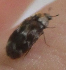 Trogoderma sternale aspericolle