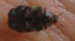 Trogoderma sternale aspericolle