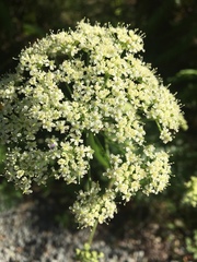 Ligusticum