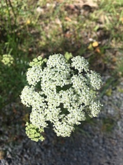 Ligusticum