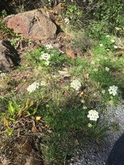 Ligusticum